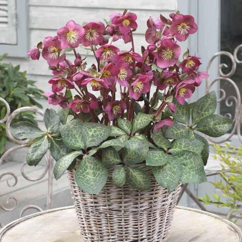 Helleborus Frostkiss Anna's Red, dim reddish flowers over marbled silvery foliage