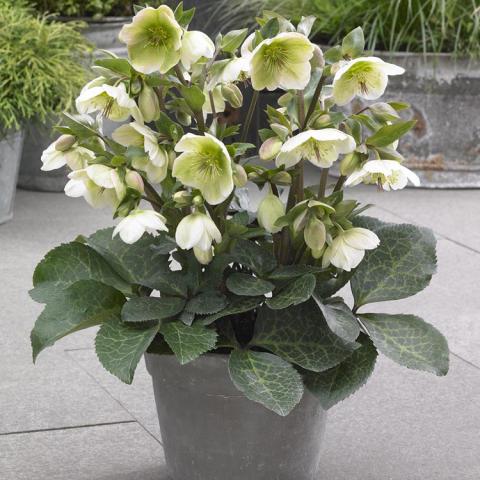 Helleborus Frostkiss Molly's White, greenish white flowers over marbled silvery foliage