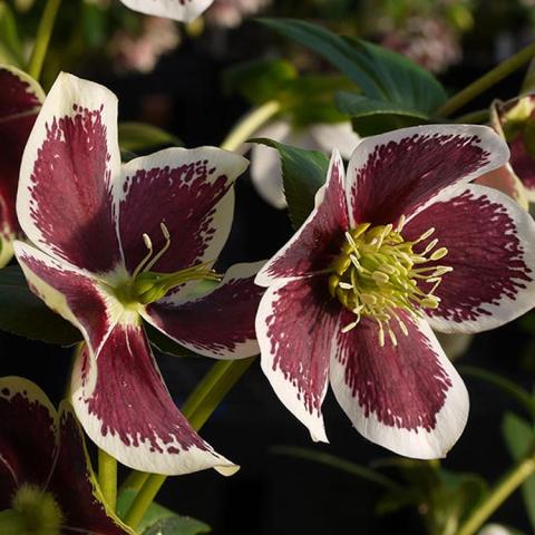 Helleborus Winter Jewels Painted, burgundy petals outlined in white