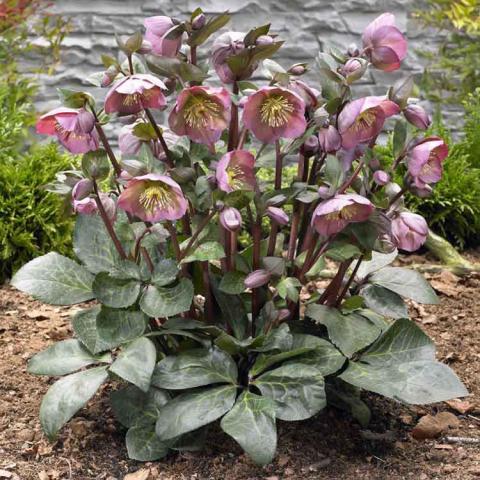 Helleborus Frostkiss Penny's Pink, light pink cupped flowers over marbled silvery foliage