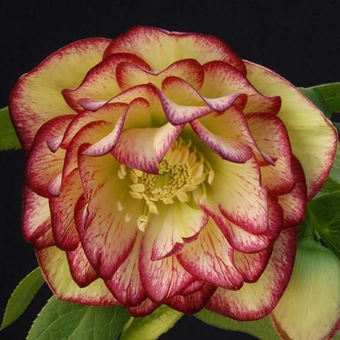 Helleborus Winter Jewels Sun Flare, double flower with light yellow petals outlined in dark rose