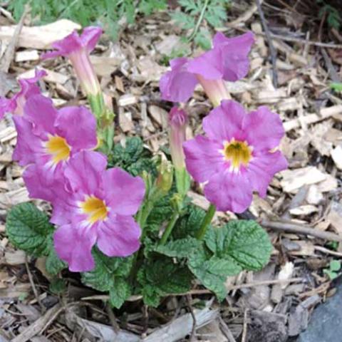 Incarvillea mareii, pink simple flowers with yellow centers over green crinkled foliage