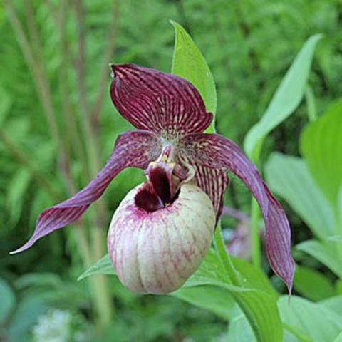 Cypripedium Axel, white pouch with burgundy petals