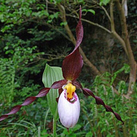 Cypripedium Frosch's Mountain King, white pouch and dark burgundy petals