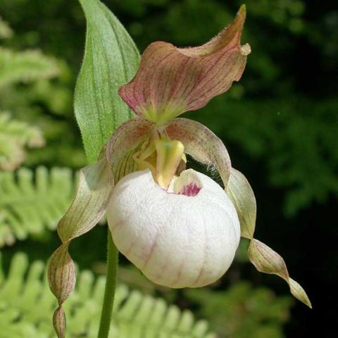 Cypripedium Gisela Pastel, white pouch and brownish petals