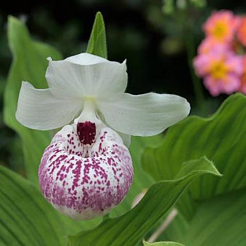 Cypripedium Ulla Silkens, pink striated pouch and white petals