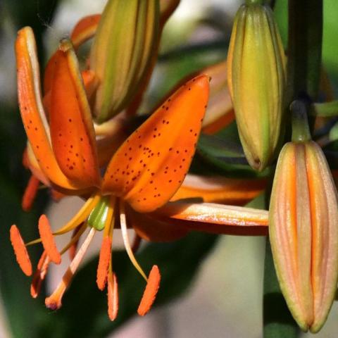 Martagon lily, Brunsweik - orange open down-facing flower, flat petals