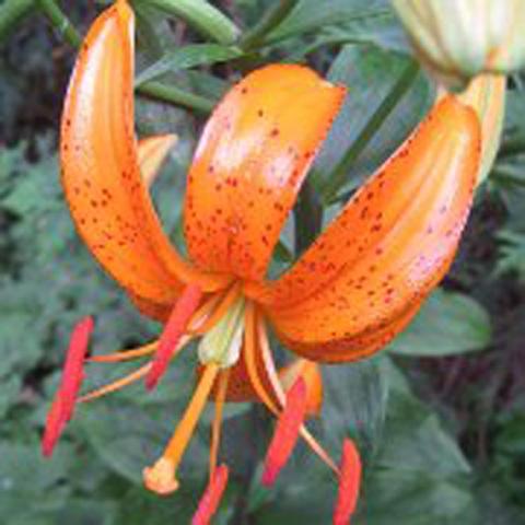 Martagon lily Tsing, orange down-facing flower with recurved petals