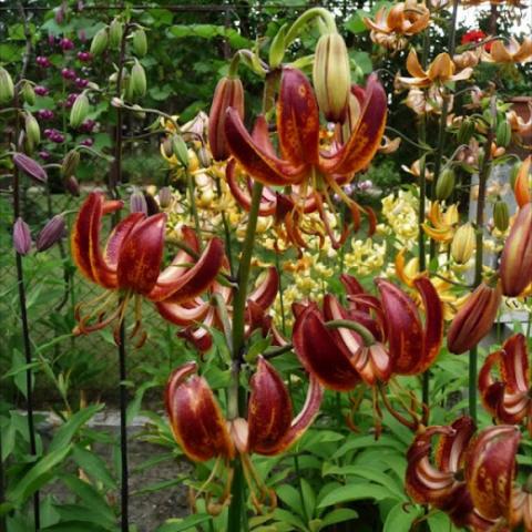 Martagon lily Arabian Knight, down-facing dark red recurved lily flowers