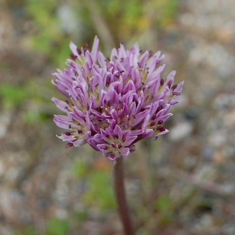 Allium woronowii, lavender sphere of flowerets on a single stalk