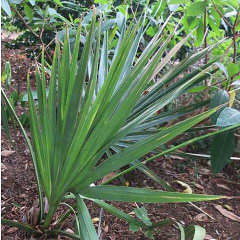 Sabal minor Oklahoma, sword-like green leaves growing from the ground