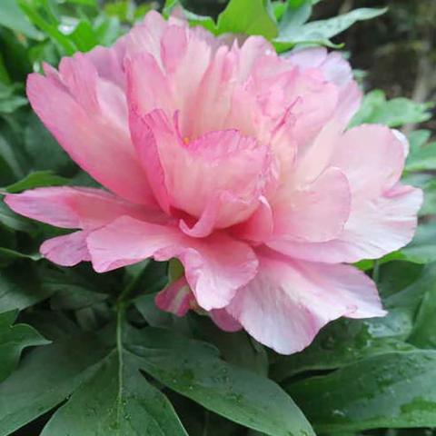Paeonia Double Pink Dandy, light pink peony with loosely arrayed petals
