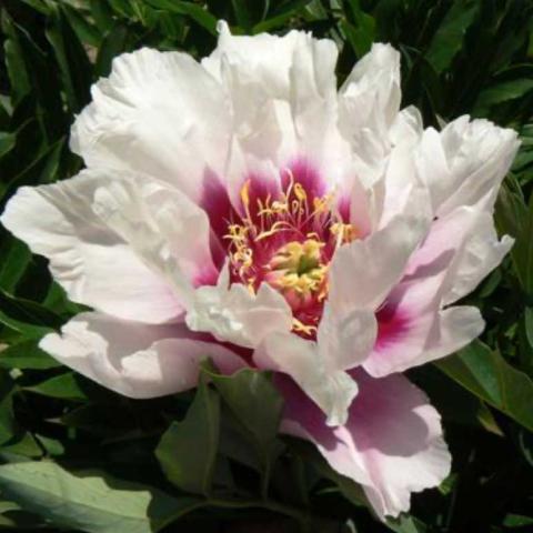 Peony Raggedy Ann, light pink to white ragged petals, dark magenta center