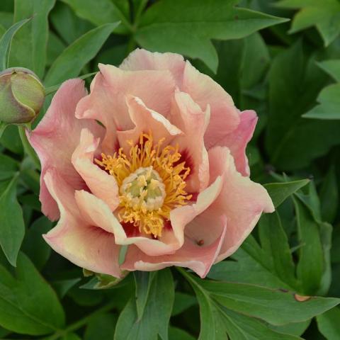 Paeonia Old Rose Dandy, semi-double flower in pink shades to almost yellow with red and gold at the center