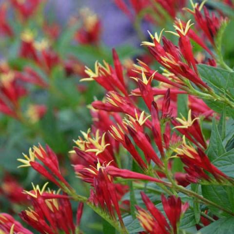 Spigelia Little Redhead, narrow red flowers with yellow petal-ends