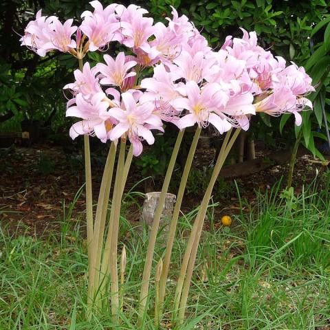 Lycoris squamigera, light pink trumpet-like flowers atop narrow stem
