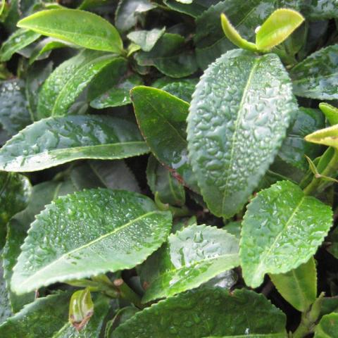 Korean Tea, green shiny simple leaves