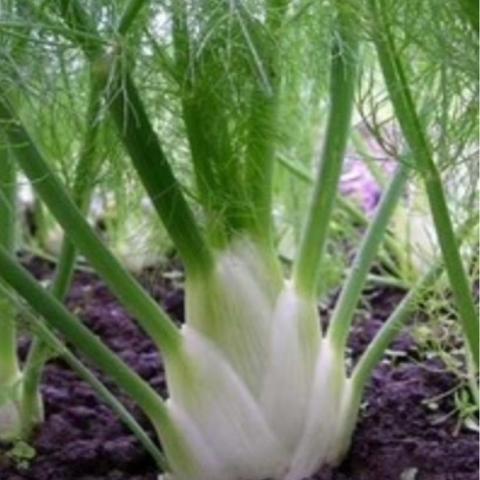 Perfection Fennel, white bulb and green fronds
