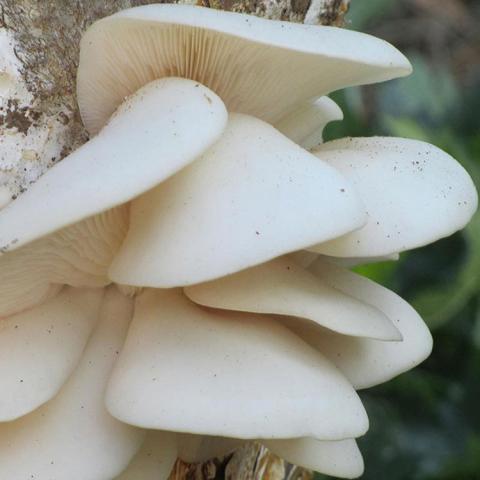 Polar White oyster mushroom, very white mushroom caps overlaying each other
