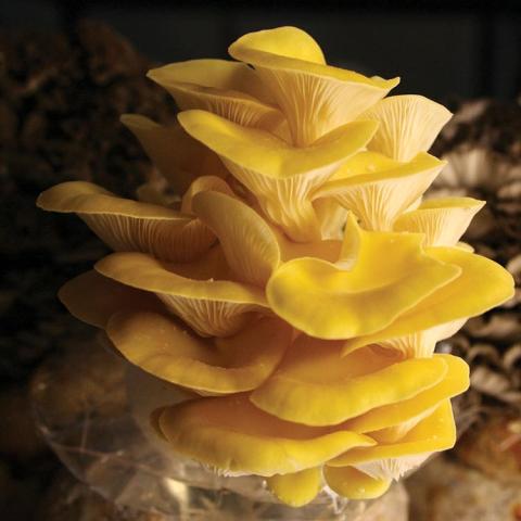 Summer Gold oyster mushrooms, gold flat mushroom caps overlaying each other