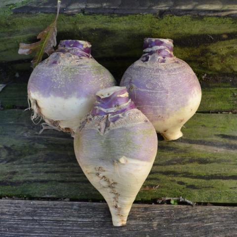 Rutabaga Tipperary, root vegetables with purple tops and white bottoms
