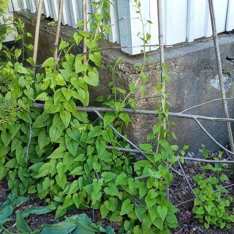 Hablitzia tamnoides, green climbing plant