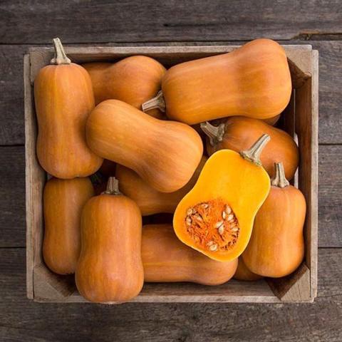 Honeynut squash, wide orange butternuts