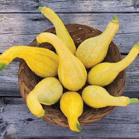 Yellow Crookneck squash, round-bottom narrow neck yellow summer squash