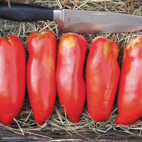 Gilbertie Paste tomatoes, long narrow red tomatoes