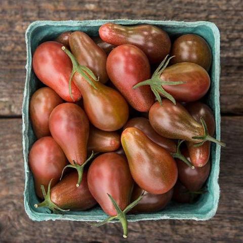 Midnight Pear tomato, bicolored red to purple/brown pear-shaped tomatoes