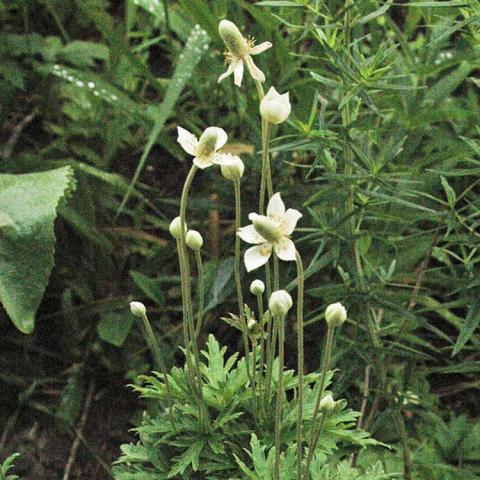 Anemone cylindrica, white pointed petals and green cylindrical centers