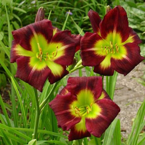 Hemerocallis Night Beacon, wine red recurved petals and yellow-green triangular eye zone