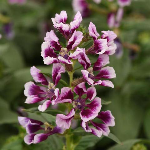 Cuphea Sweet Talk Lavender Splash, dark purple and light lavender wavy fan flowers in a stack