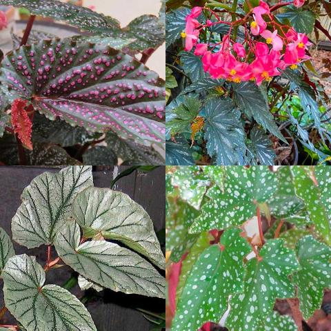 Four varieties of angel wing begonias, all with speckled leaves