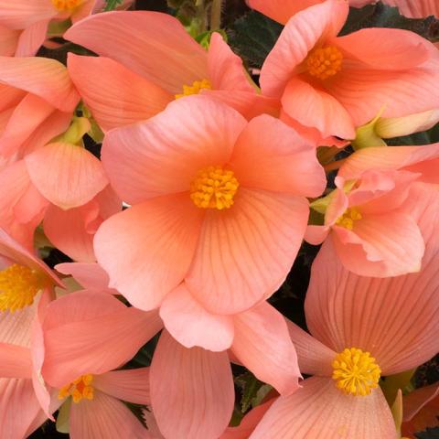 Begonia Florencio Pink, light salmon four-petaled flower