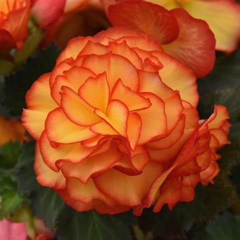 Begonia On Top Sun Glow, double light orange flower with reddish edges