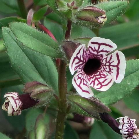 Diplacus pictus, small white flower with burgundy patterns around a dark trumpet center