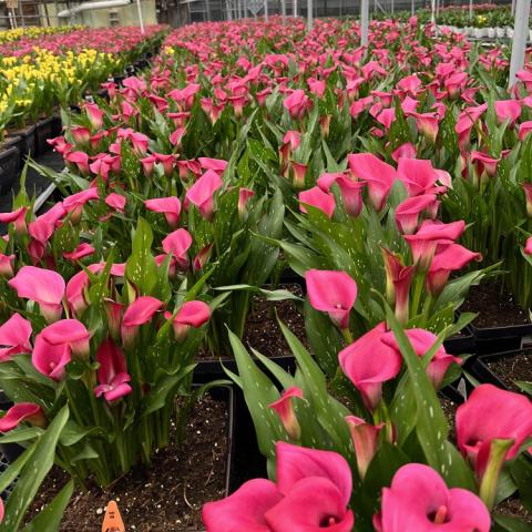 Calla Zazu, dark pink sculptural flowers, up-facing