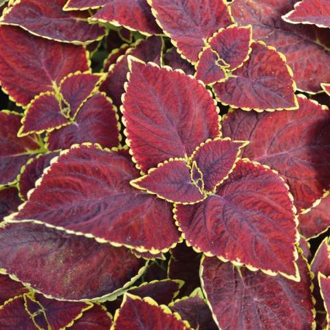Coleus Main Street Lombard Street, red leaves with a zigzag yellow edge