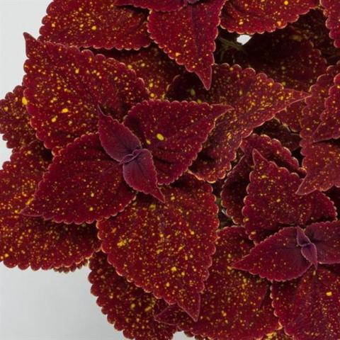 Coleus Talavera Moondust, very dark red leaves with speckles of yellow-orange