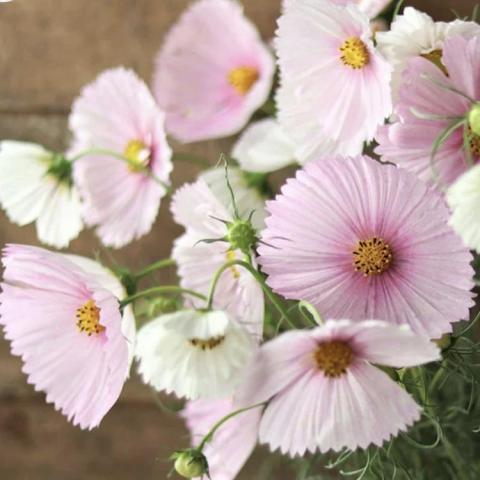 Cosmos Cupcakes Blush & White mix, frill-edged cupped dainty flowers