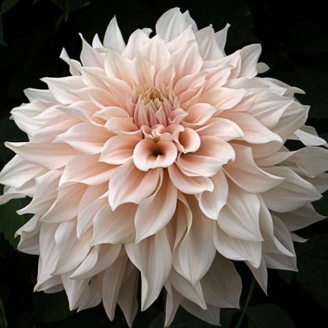 Dahlia Cafe au Lait, cream to light pink double with overlapping, rounded and pointed petals