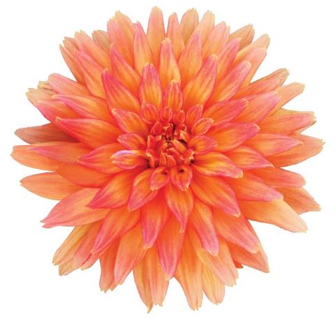 Dahlia Megaboom Orange Crush, double all-orange flower