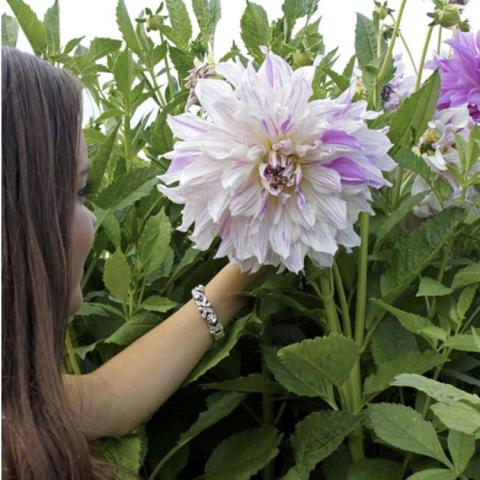 Dahlia Mom's Special, light lavender huge informal double flower