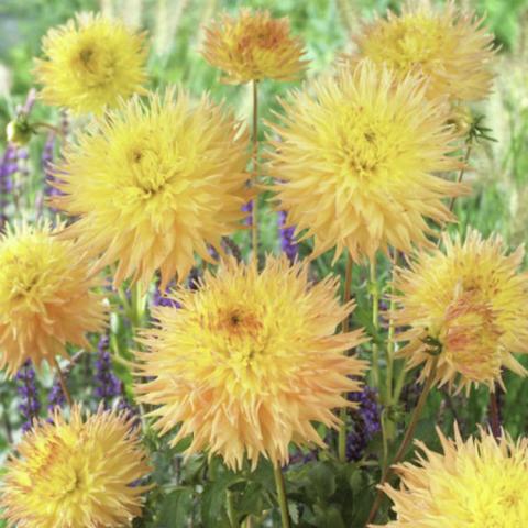 Dahlia Mr. Sandman, double yellow to burnt sienna cactus style flowers