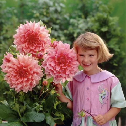 Dahlia Otto's Thrill, gigantic double pink flowers, as big as a child's head!