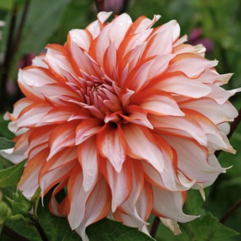 Dahlia Santa Claus, long pointed petals go from reddish near center to white