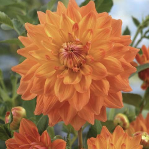 Dahlia Summer Sunset, double orange to burnt orange