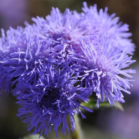 Ageratum High Tide Blue, lavender blue fuzzy flower head
