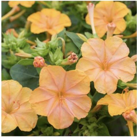 Mirabilis Orange Crush, light orange flat-faced 5-petaled flowers